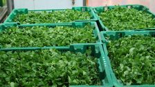 Im Jahr 2025 wurden rund 40.000 Tonnen Rohware im Wert von 18,5 Mio. Euro geliefert. Bild: GABOT.