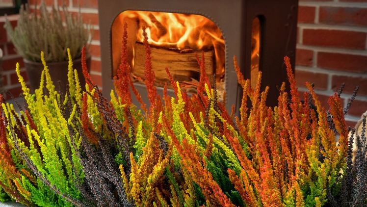 Die Farbkombinationen der neuen Sunset Fire  erinnern an die Silhouette eines Feuers. Bild: Gardengirls®.