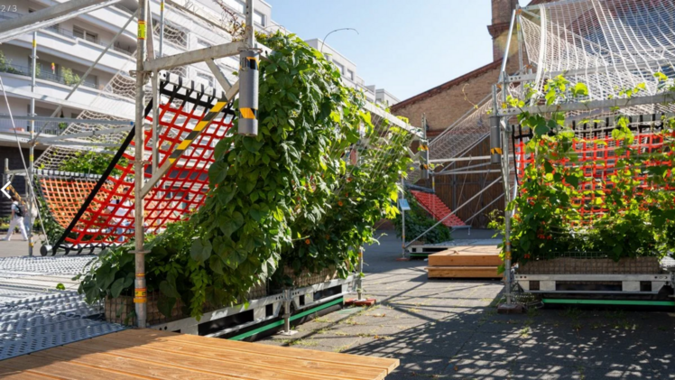 Schnellwachsende, einjährige Kletterpflanzen erobern die Pflanzensegel von CARLO. Integrierte Wasser-Retentionsboxen von Optigrün sorgen für die autarke und kapillare Bewässerung der Pflanzen. Bild: Optigrün international AG.