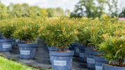 Gerstenkorn baut das Angebot der Grazeasy-Rhododendren weiter aus. Bild: Baumschule Gerstenkorn.