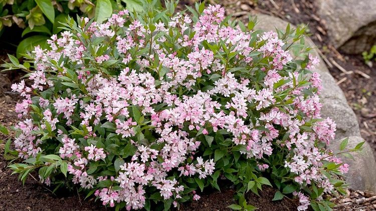 Deutzia 'Yuki Cherry Blossom'®. Bild: Baumschule Roßkamp.