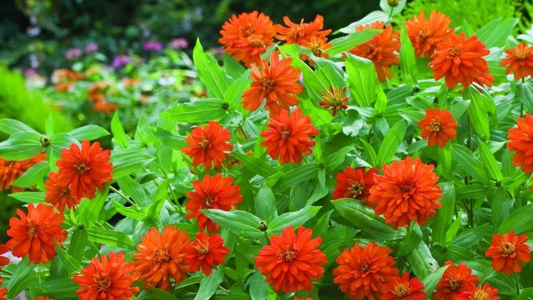 Double Zahara Fire. Bild: Fleuroselect.