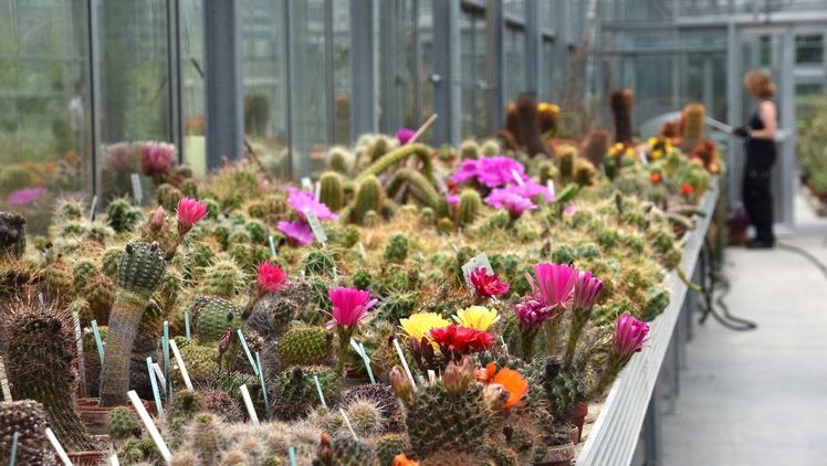 Anzuchtshaus Botanischer Garten Berlin, Innenansicht. Bild: N. Köster, Botanischer Garten und Botanisches Museum Berlin.