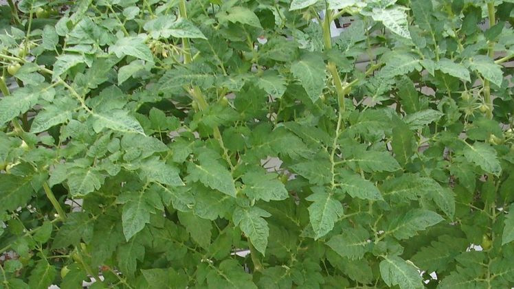Einige Tomatenarten wehren sich aktiv gegen den Teufelszwirn. Bild: GABOT.