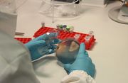 Mikrobiologische Analysen im Labor für Molekularbiologie. Bild: Versuchszentrum Laimburg.