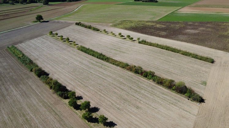 Agroforst, hier als Alleenkultur, kann die Erträge von landwirtschaftlich genutzten Pflanzen stabilisieren – selbst bei schwankender Verfügbarkeit von Wasser. Bild: Universität Hohenheim / Veronika Geisler.