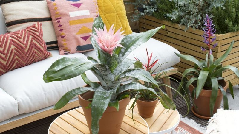 Bromelien: Sommer-Makeover fr Balkon und Terrasse | Gabot.de