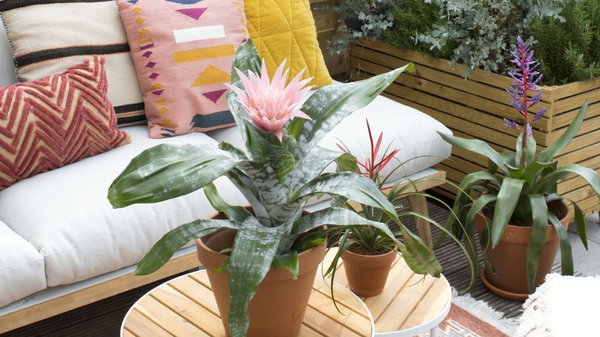 Bromelien: Sommer-Makeover fr Balkon und Terrasse | Gabot.de
