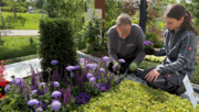 Der Mönchengladbacher Friedhofsgärtner Stephan Neuenhofer pflanzt mit seiner Tochter Lea Neuenhofer blaue Abelien und Steppensalbei (Salvia Nemorosa). Bild: LAGA Neuss 2026 GmbH.