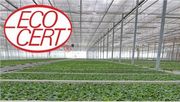 Testproduktion Bio-Jungpflanzen Weihnachtssterne bei Elsner pac. Bild: Elsner pac.