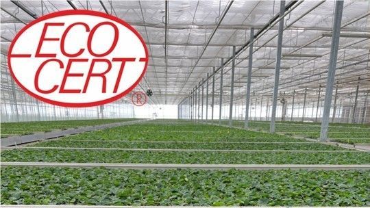 Testproduktion Bio-Jungpflanzen Weihnachtssterne bei Elsner pac. Bild: Elsner pac.