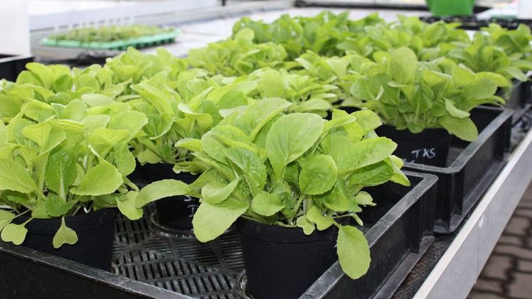 Kontrolle der Pflanzenverträglichkeit durch den Chinakohltest. Bild: GGS.