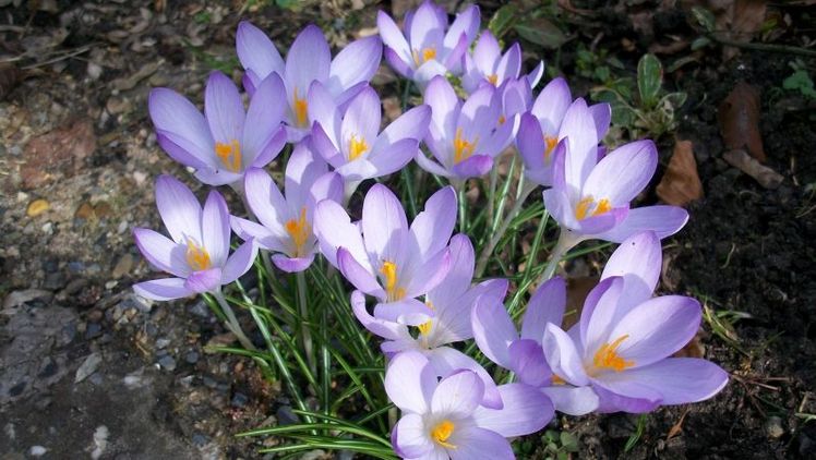 Botanischer Krokus 'Barr's Purple'. Bild: © Bruno Nebelung GmbH/Kiepenkerl.