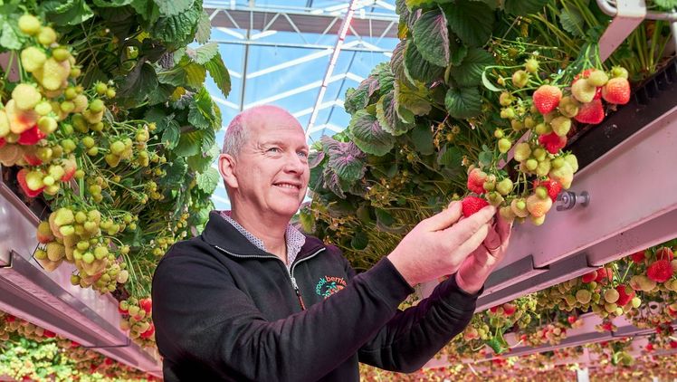 Erzeuger Marcel Dings von Brookberries, Mitinitiator hinter Fragaria Innova. Bild: Signify.