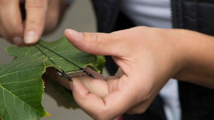 Das einladende Blätterdach sorgt für Abkühlung bei den Passanten, fängt dafür aber den Großteil der Sonneneinstrahlung ab. An drei ausgewählten Blättern wird daher der Temperaturverlauf mit filigranen Fühlern in der Baumkrone gemessen. Bild: LWG