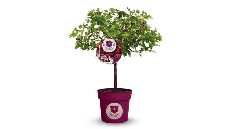 Außergewöhnliche Form - der Himbeerbaum Raspbeary. Bild: Raspbeary.
