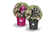 Bloombux® pink und Bloombux® magenta. Bild: Bloombux®.