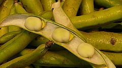 Wer frische Dicke Bohnen liebt, sollte aber jetzt zugreifen. Bild: Sabine Weis.