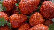 Erste heimische Erdbeeren ab Mitte April. Bild: GABOT.