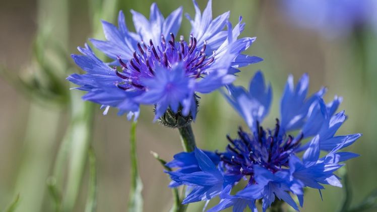 Die Kornblume gehört zu den "Verlierern", ihr Bestand ist in den vergangenen 100 Jahren stark zurückgegangen. Bild: André Künzelmann / UFZ.