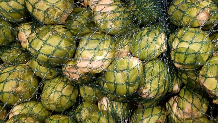 Der Rosenkohl ist eine zweijährige Pflanze und eine Varietät des Gemüsekohls. Bild: GABOT.