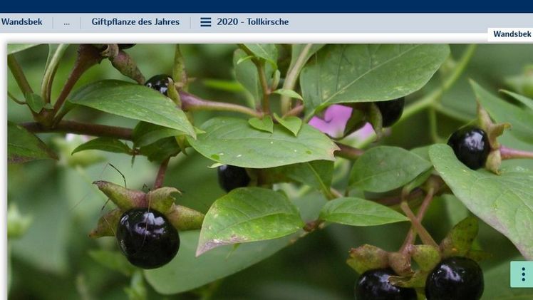 Der Botanische Sondergarten Wandsbek macht auf die giftige Wirkung heimischer Pflanzen aufmerksam.