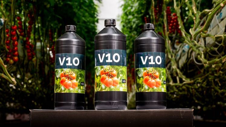 V10 hilft Erzeugern, ihre Tomatenpflanzen mit einer umweltfreundlichen Methode gegen das Pepinomozaïek-Virus (PepMV) zu schützen und resistent zu machen. Bild: GreenTech Americas.