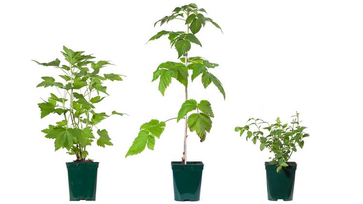 Ein differenzierte Angebot in Sorten, Größen und Verwendungszwecken. Bild: Lubera.