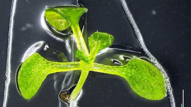 Die Acker-Schmalwand (Arabidopsis thaliana) eignet sich hervorragend als Modellorganismus für Laboruntersuchungen. Bild: Emese Eysholdt-Derzsó.  Die Acker-Schmalwand (Arabidopsis thaliana) eignet sich hervorragend als Modellorganismus für Laboruntersuchungen. Bild: Emese Eysholdt-Derzsó.