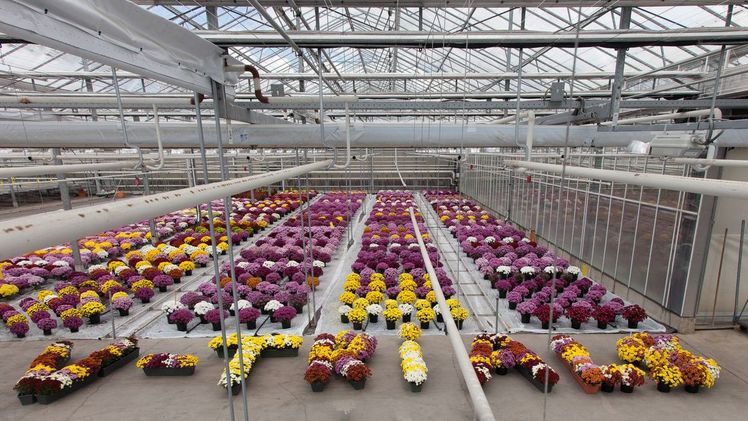 Royal van Zanten bietet  ogenannte V-Trials für seine Kunden an. Bild: Royal van Zanten.