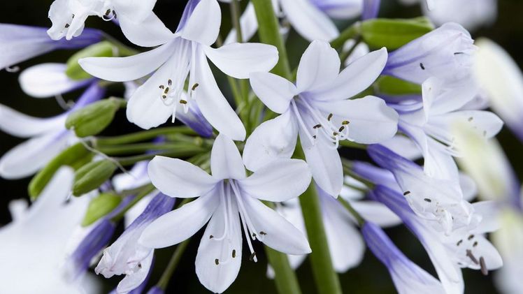 Die Agapanthus "Twister". Bild: Plantipp B.V.
