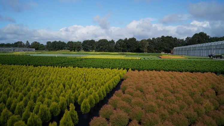 Unwägbarkeiten sind für die Baumschulen mit dem Scheitern der SUR vom Tisch. Bild: GABOT.