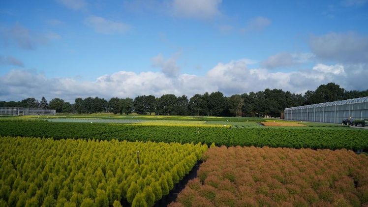 Die Betriebe im Ammerland bewirtschafteten 54% der gesamten niedersächsischen Baumschulfläche. Bild: GABOT. 