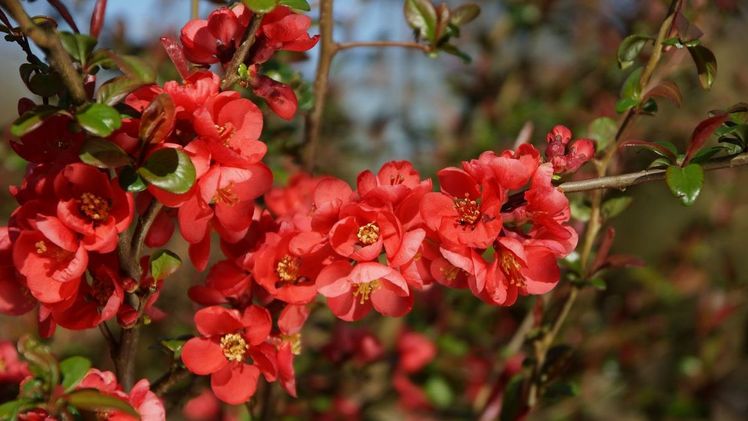 Chaenomeles - Bienennährgehölz und Vogelschutzgehölz. Bild: Ehlers Baumschulpflanzen.