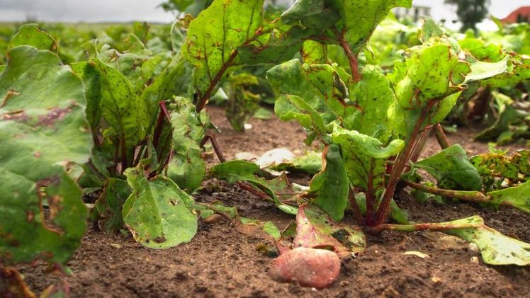 Elementar- und Hagelschäden. Bild: Schweizer Hagel.