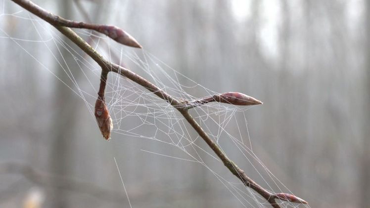 Knospende Buche. Bild: Thünen-Institut/Tanja Sanders.
