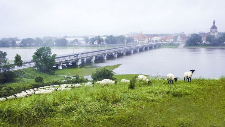 Eine Schafherde am Elbufer in Dresden zeigt, dass Landwirtschaft auch in der Stadt möglich ist. Nach dem Konzept der Ökosystemleistungen stellt dies eine versorgende Leistung dar (Milch, Wolle etc.) Bild: idw.