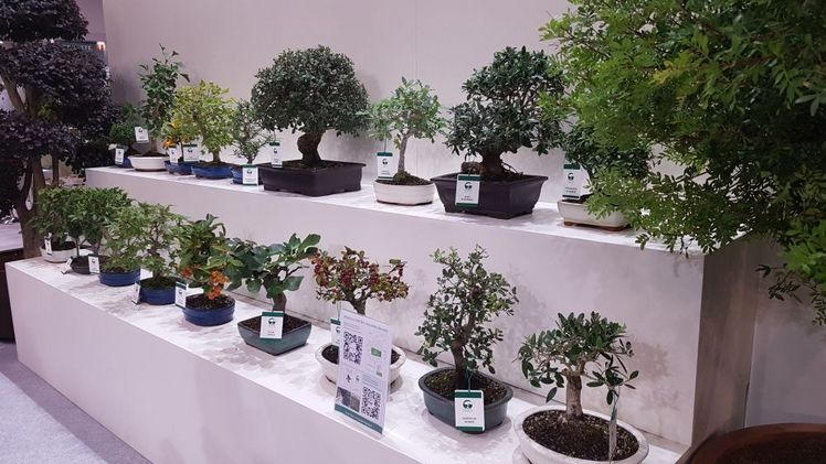 Die Giorgio Tesi Group zeigte auf der Flormart GREEN ITALY ein sehr schönes Bonsai-Sortiment. Bild: GABOT.