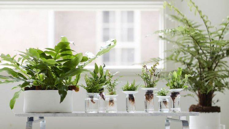 Farn Zimmerpflanze des Monats Februar 2019. Bild: Pflanzenfreunde.de.