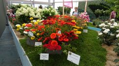 Gerbera und Eustoma von Harald Wulff finden das besondere Interesse der Besucher. Bild IGA Berlin. Gerbera und Eustoma von Harald Wulff finden das besondere Interesse der Besucher. Bild IGA Berlin.
