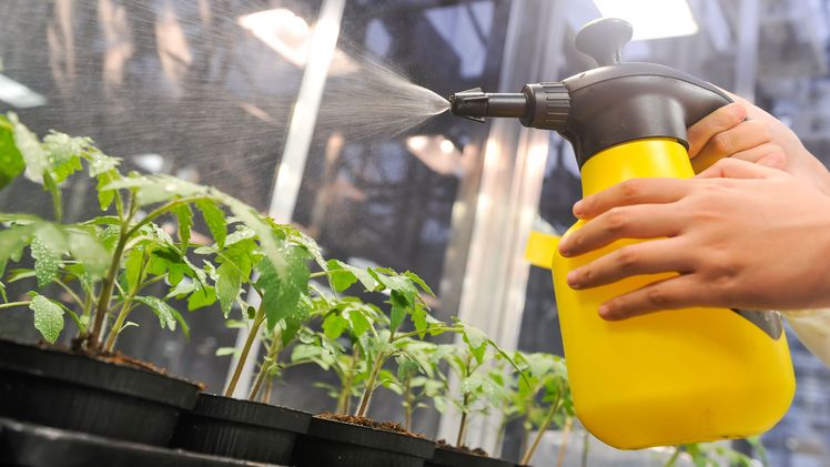 Forschungsprojekt zu Nachhaltigkeit im Gartenbau. Bild: Uni Hohenheim / Max Kovalenko.