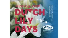 Dutch Lily Days bei Onings: Besichtigen und vergleichen Sie das weltweit größte Sortiment an blühenden Lilien. Bild: Onings.
