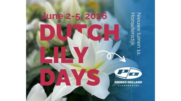 Dutch Lily Days bei Onings: Besichtigen und vergleichen Sie das weltweit größte Sortiment an blühenden Lilien. Bild: Onings.