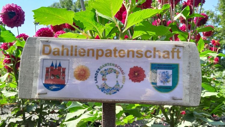 Dahlienpatenschaft in den Vielfaltsgärten. Foto: Sabine Krems-Jany.
