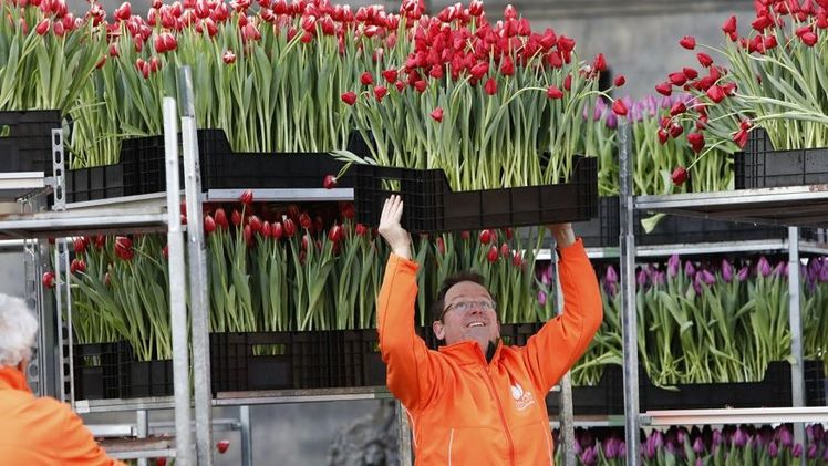 Organisiert wird der TulipDay Berlin von der Vereinigung Tulpen Promotie Nederland (TPN), der über 400 niederländische Tulpengärtner angehören, zusammen mit der Botschaft des Königreichs der Niederlande. Bild: GPP/TPN.