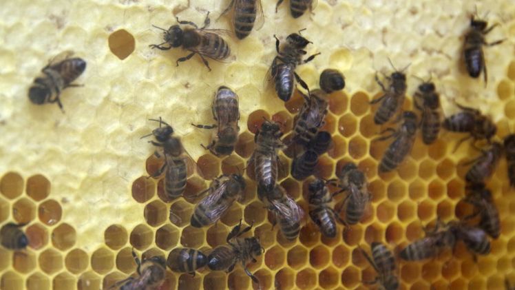 "Honig können wir importieren, die Bestäubungsleistung nicht." Bild: GABOT.