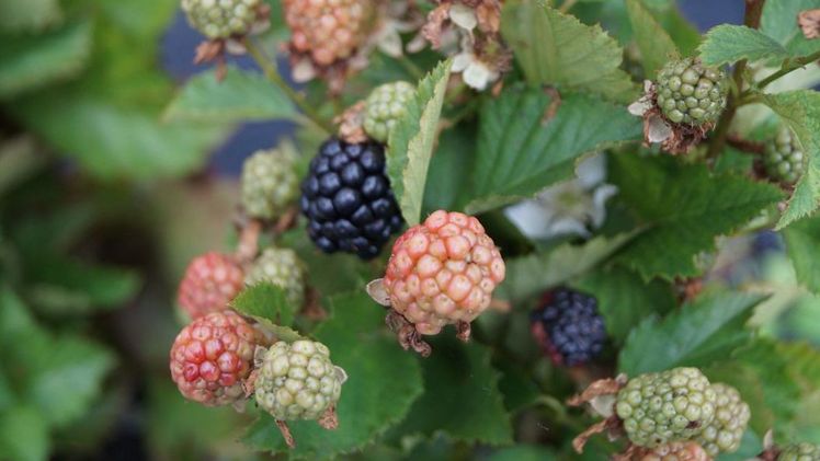 Im Jahr 2019 wurden in Nordrhein-Westfalen auf 907 Hektar Anbaufläche 6.843 Tonnen Strauchbeeren geerntet. Bild: GABOT.