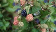 Im Jahr 2025 wurden 13 Proben frischer Brombeeren. Bild: GABOT.