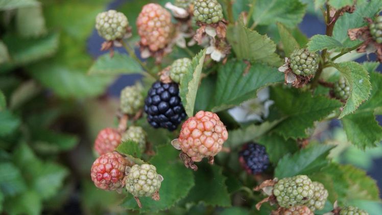 Zwar zählt die Brombeere hierzulande noch eher zu den kleineren Beerenkulturen, doch das Interesse an ihr nimmt zu. Bild: GABOT.