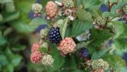 Zwar zählt die Brombeere hierzulande noch eher zu den kleineren Beerenkulturen, doch das Interesse an ihr nimmt zu. Bild: GABOT.